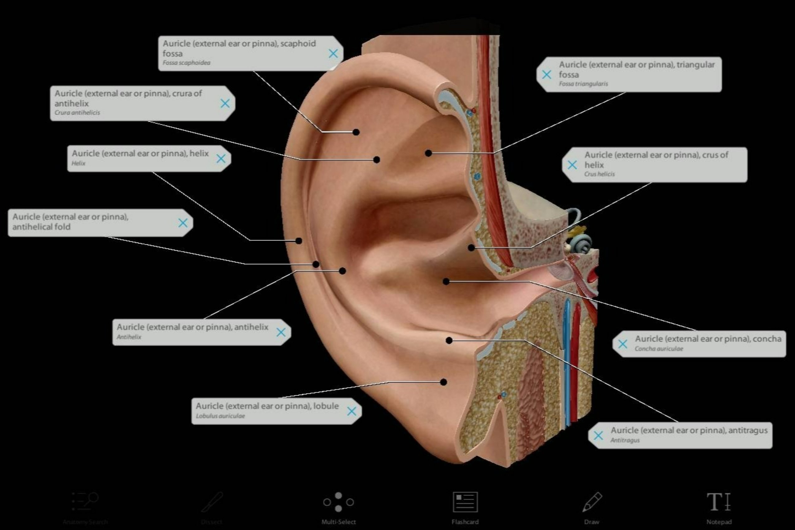 Getting An Earful The Anatomy Behind Hearing And Balance   Auricle Parts 